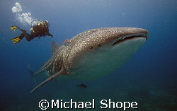 Dive Master and Mr. Big by Michael Shope 